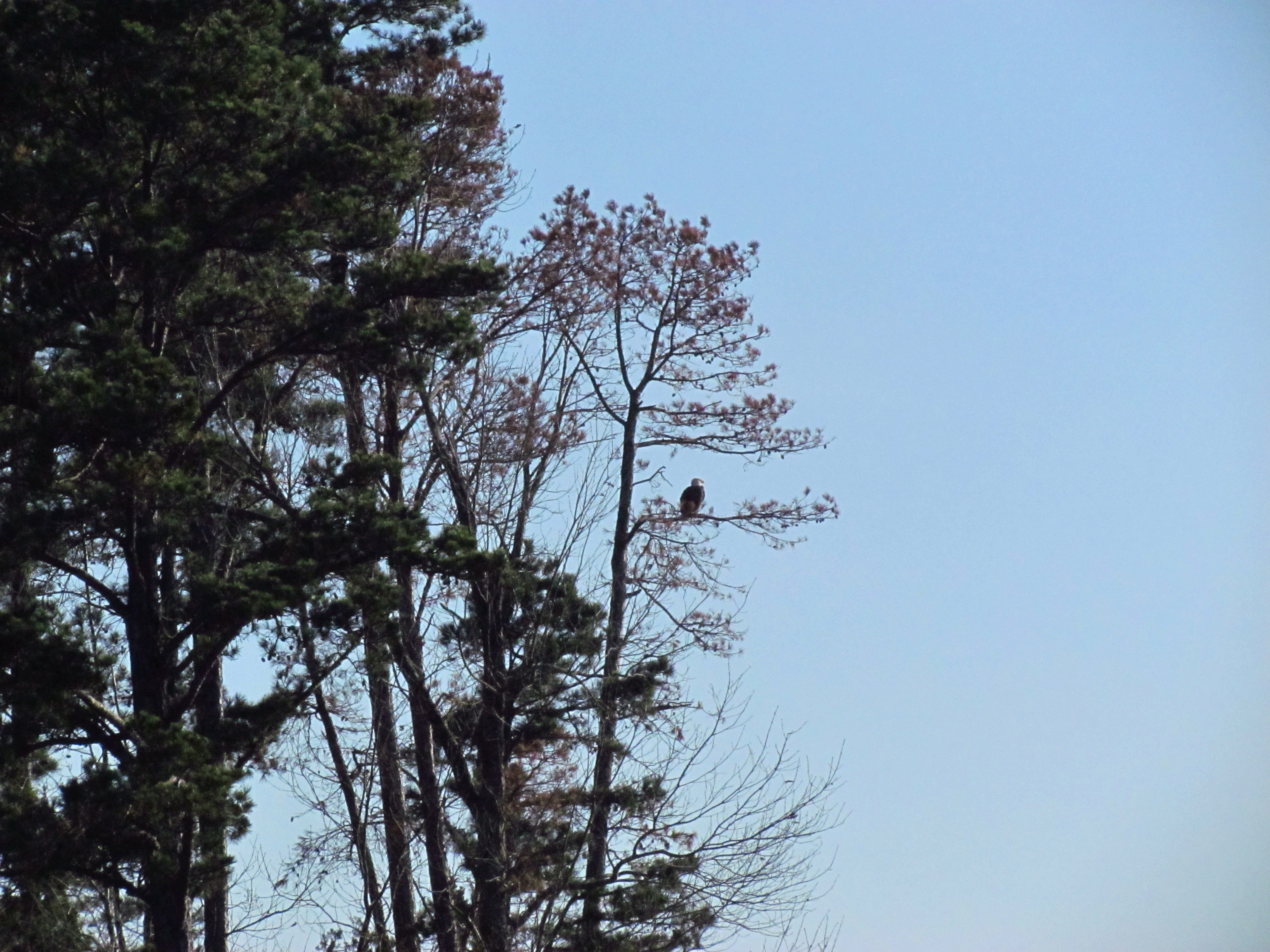 A mature bald eagle perches on the limb of a pine tree along the edge of Lake Dardanelle with other trees to the left and blue sky in the background.